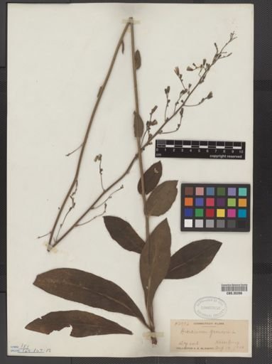 Hieracium gronovii