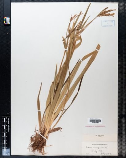Carex anceps