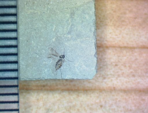 undet. Hymenoptera