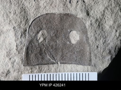 Eurypterus sp.