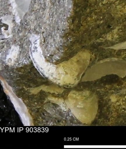 Corbulamella sp.