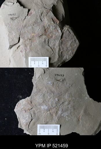 Problematica