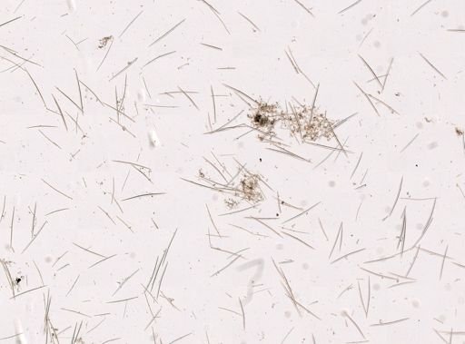 Halichondrida