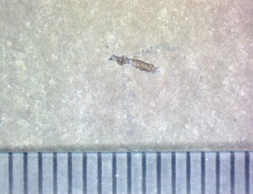 undet. Tipulidae
