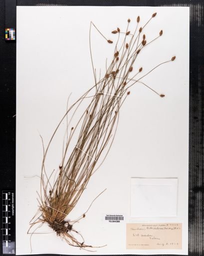 Eleocharis tuberculosa