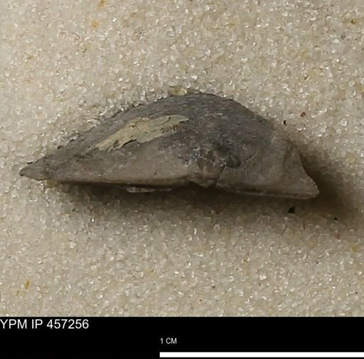 Pholidostrophia iowaensis