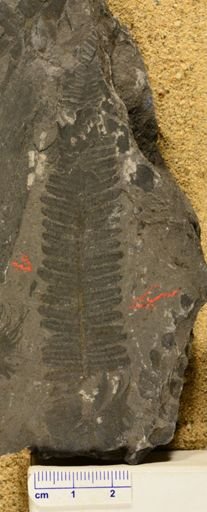 Pecopteris sp.
