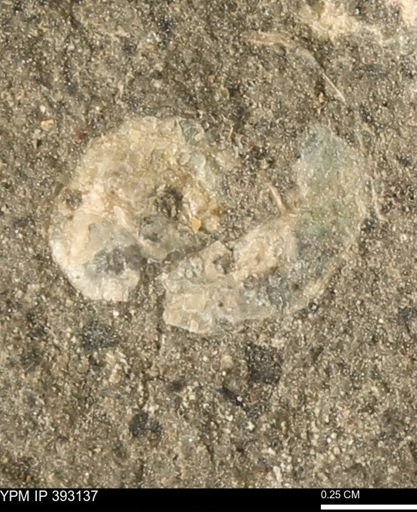 Scaphites sp.