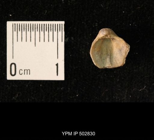 Ambocoelia planoconvexa
