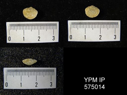 Nucleospira concentrica