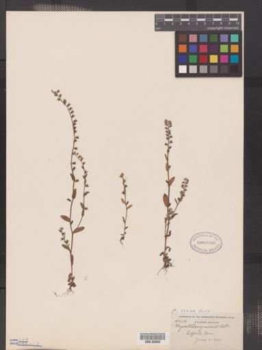 Myosotis verna
