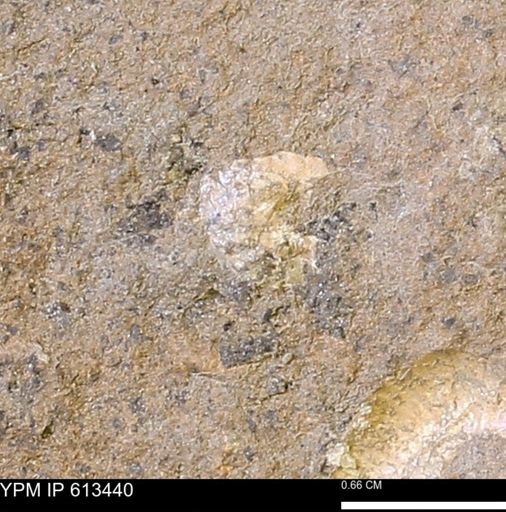Scaphites sp.