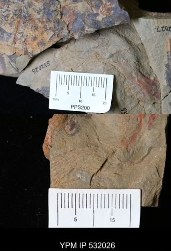undet. Graptolithina