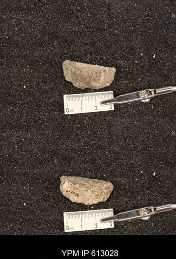 Clioscaphites vermiformis