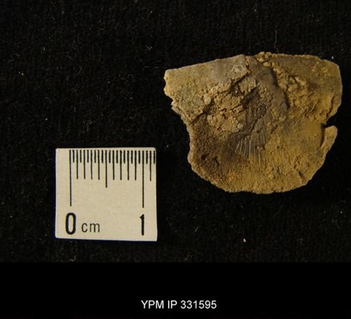 undet. Strophomenoidea