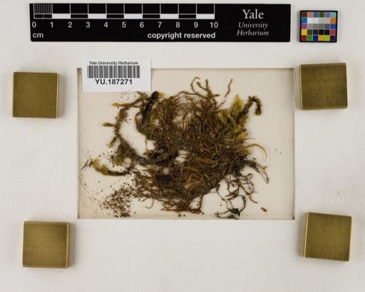 Plantae