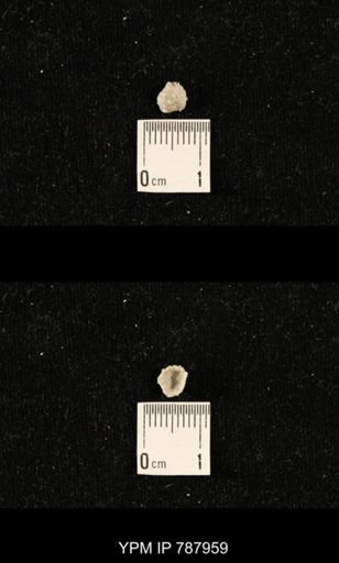 undet. Brachiopoda