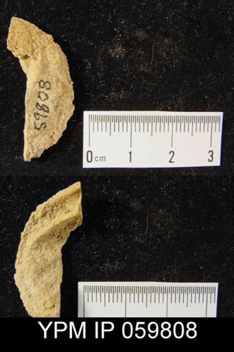 Rhipidomella musculosa