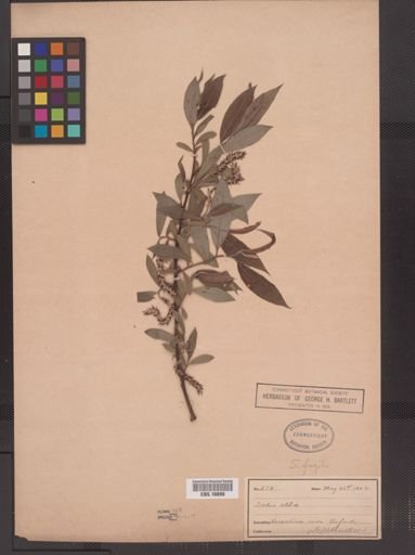 Salix fragilis