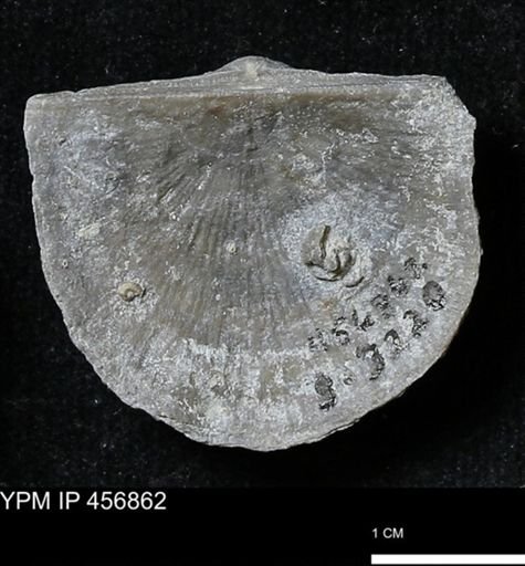 Stropheodonta sp.