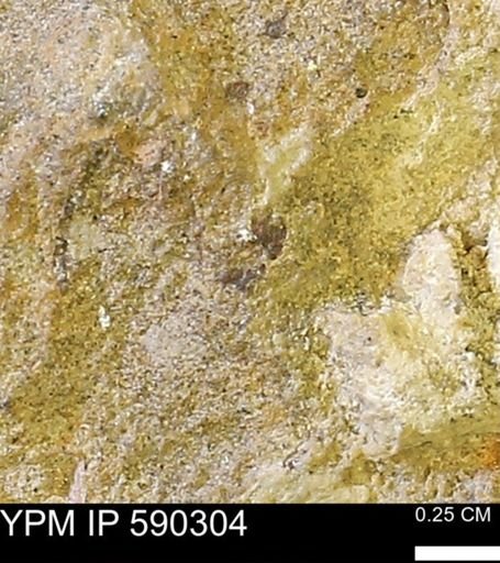 undet. Mollusca