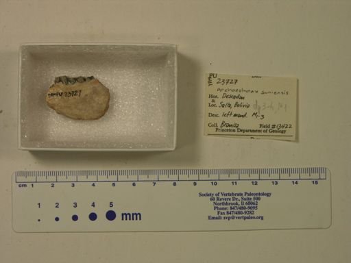 Archaeohyrax suniensis
