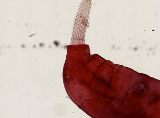 Plagiorhynchus cylindraceus