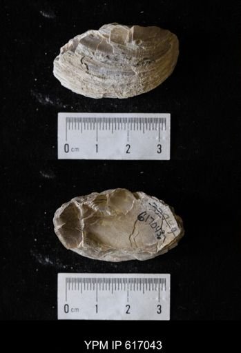 Plesielliptio sp.