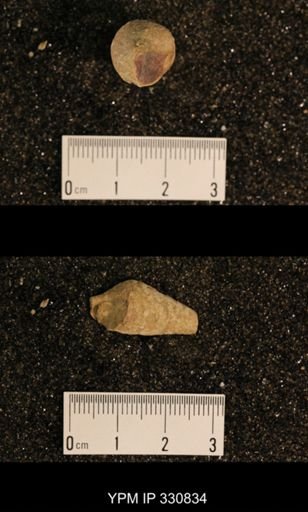 Meekospira peracuta choctawensis