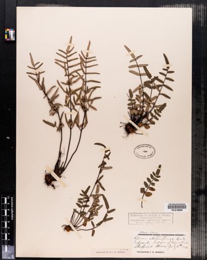 Pellaea atropurpurea
