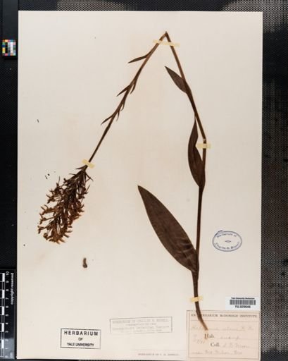 Habenaria ciliaris