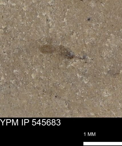 undet. Insecta