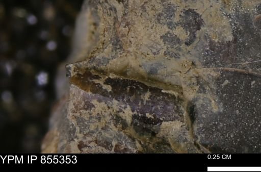 Baculites sp.