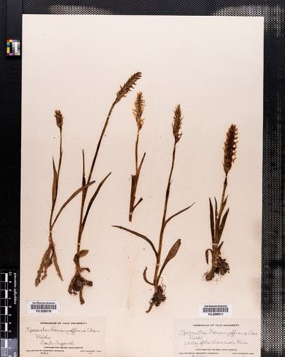 Spiranthes romanzoffiana