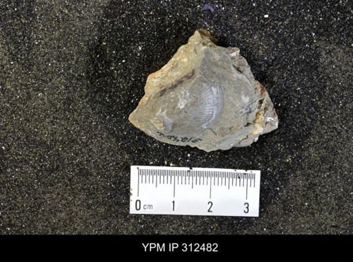 Pseudoptera subtortuosa