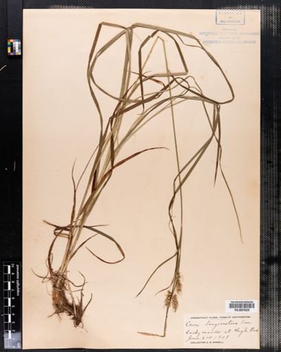 Carex sprengelii