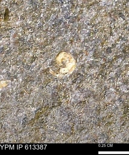 Scaphites sp.