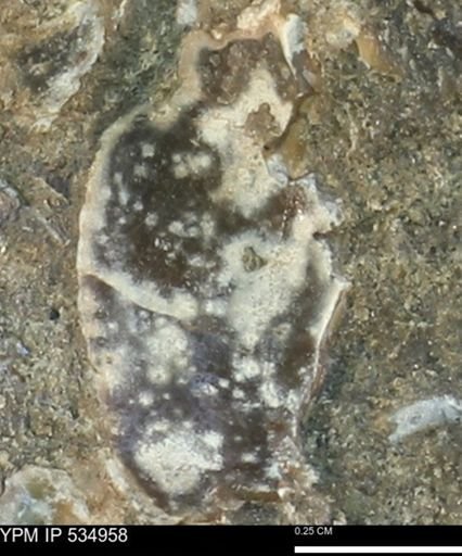 undet. Bivalvia