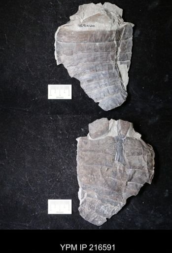 Eurypterus lacustris