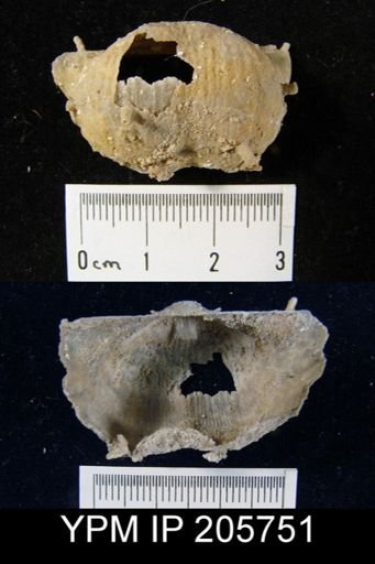 Paucispinifera sp.