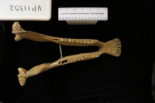 Equus complicatus