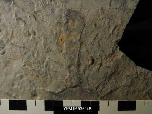 undet. Eurypterida