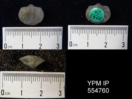 Rhipidomella uberis rhynchonelliformis