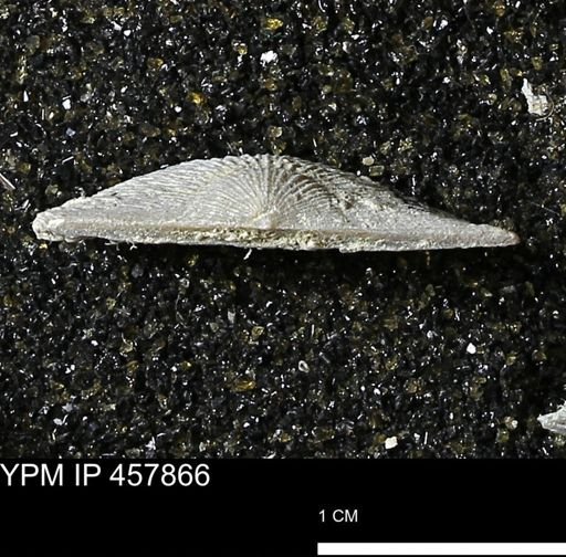 Strophodonta sp.