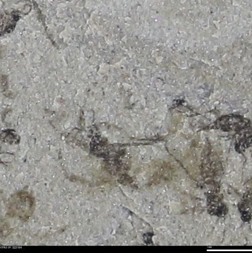 undet. Insecta