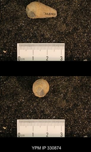 Meekospira peracuta choctawensis