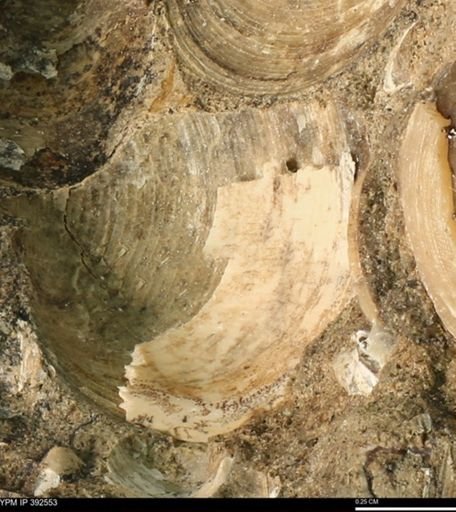 Protocardia subquadrata