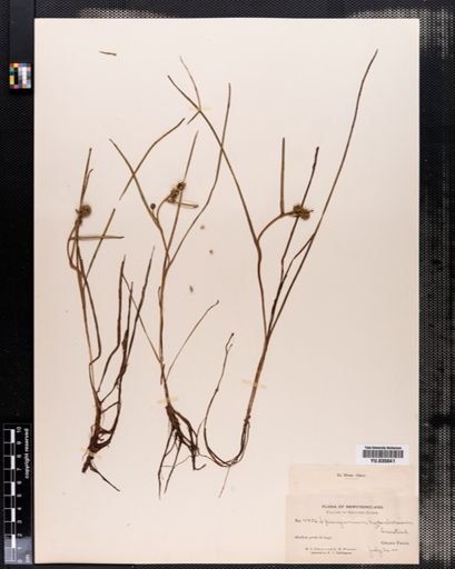 Sparganium