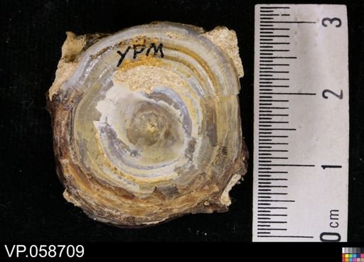 undet. Actinopterygii