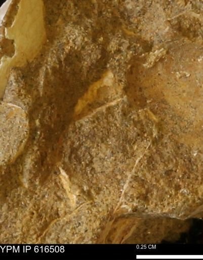Protocardia subquadrata